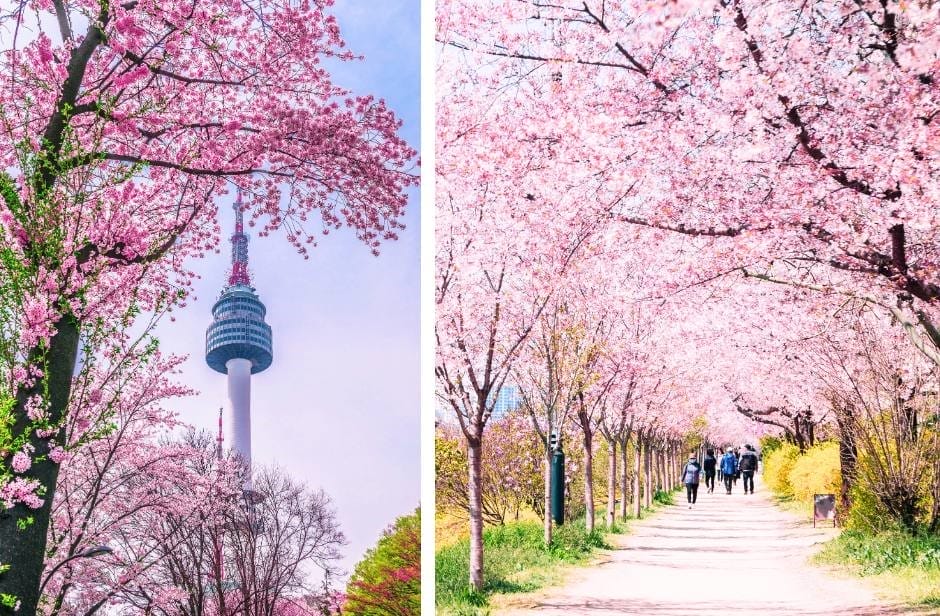 Cherry blossoms in Daegu are magical.