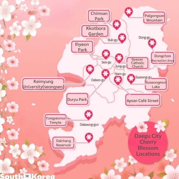 Daegu City Cherry Blossom Location Map