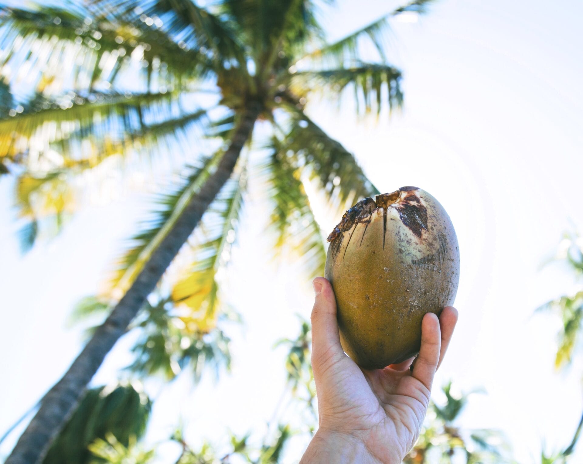 Coconut oil deterrers biting sand flies