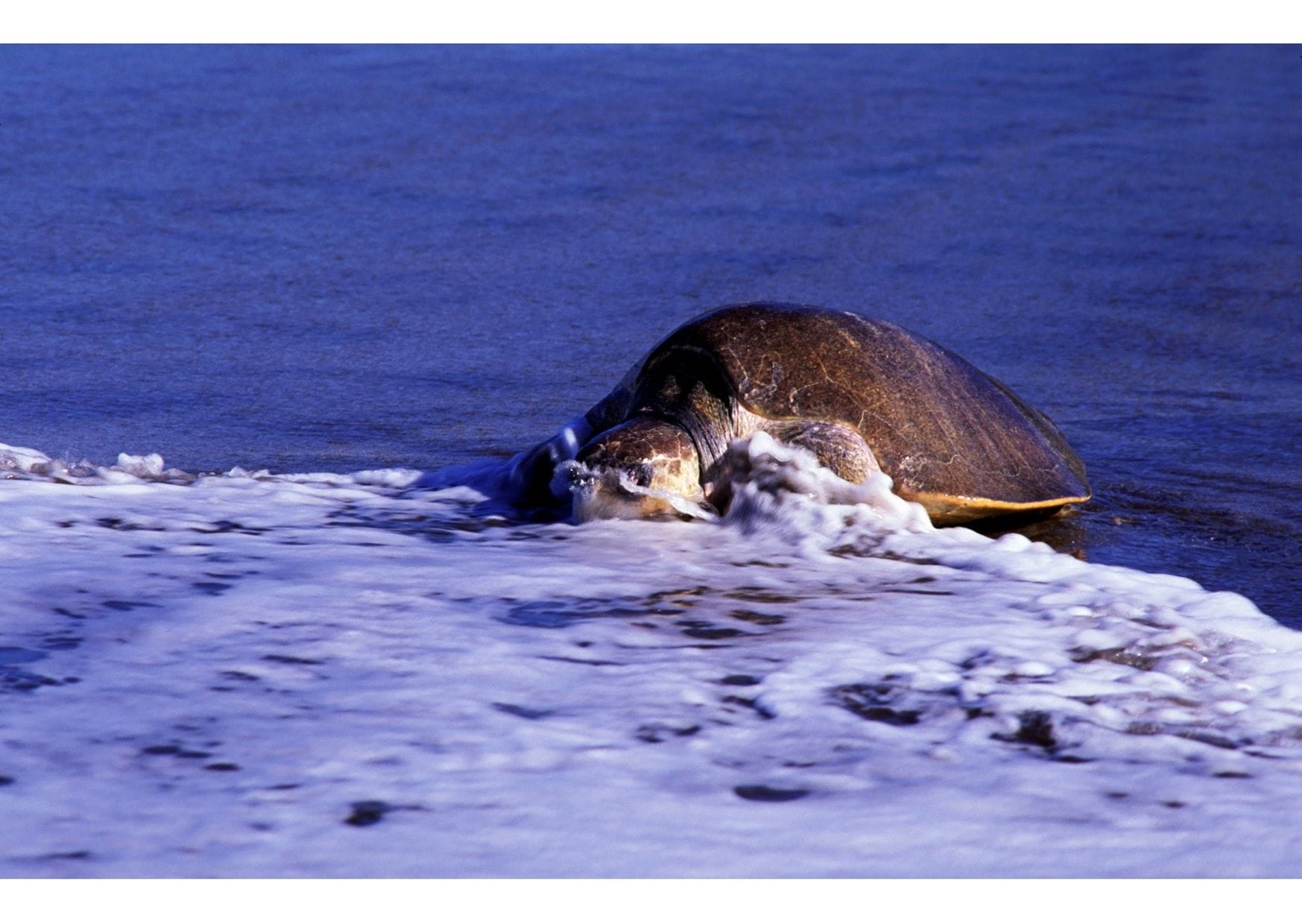 Sea Turtle coming ashore to lay her eggs
