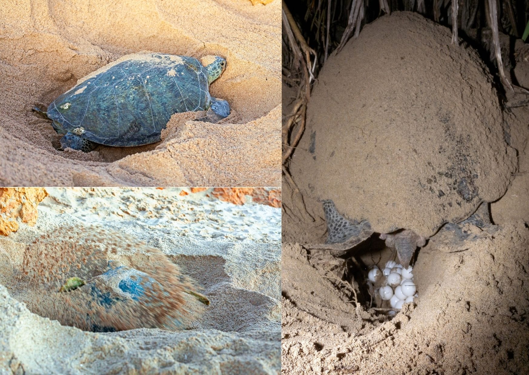 Sea Turtle conservation - a sea turtle chooses her nest site and digs a pit in which to lay her eggs