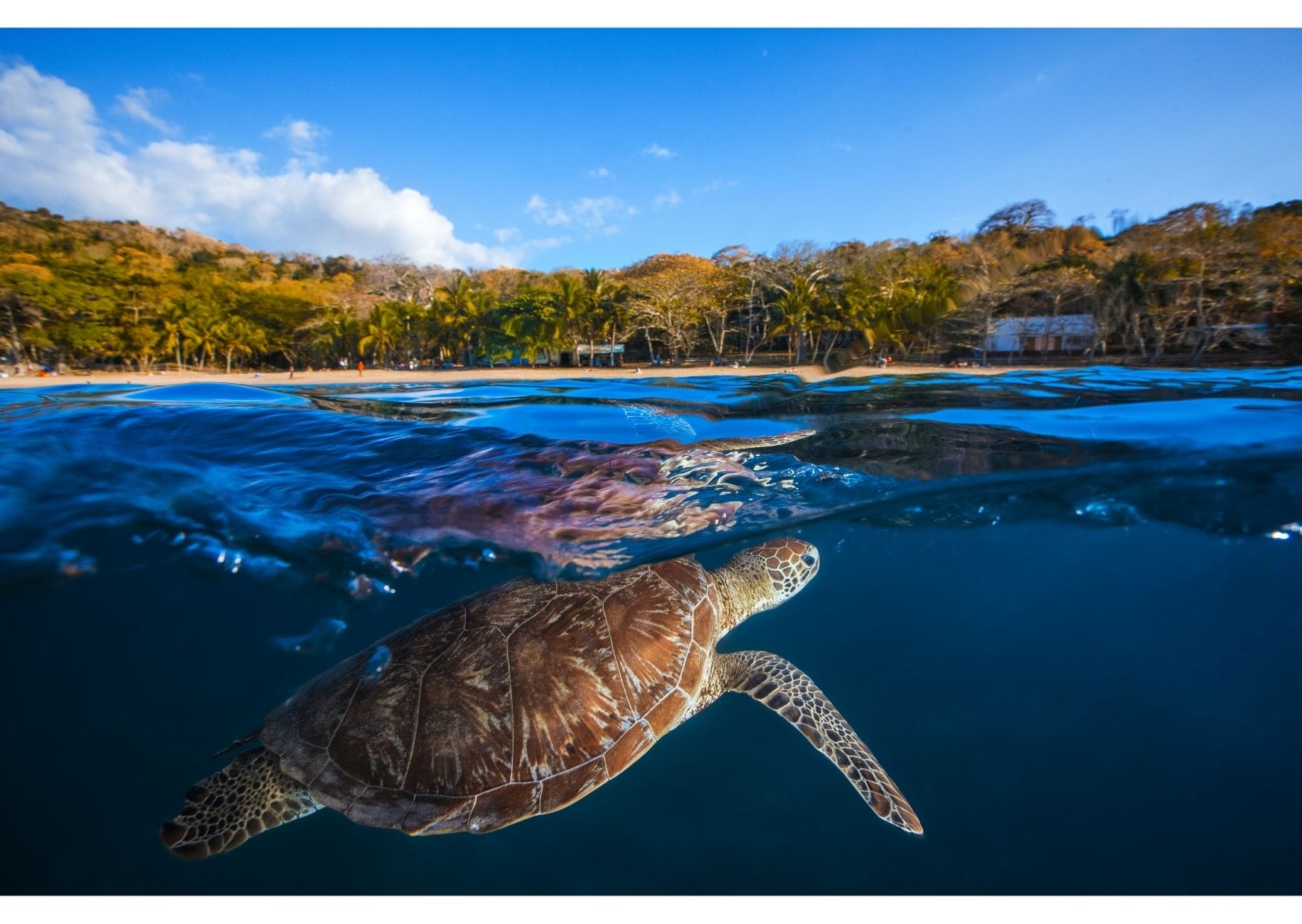 Helping Sea Turtles at a Sea Turtle Sanctuary The Backpacking Housewife