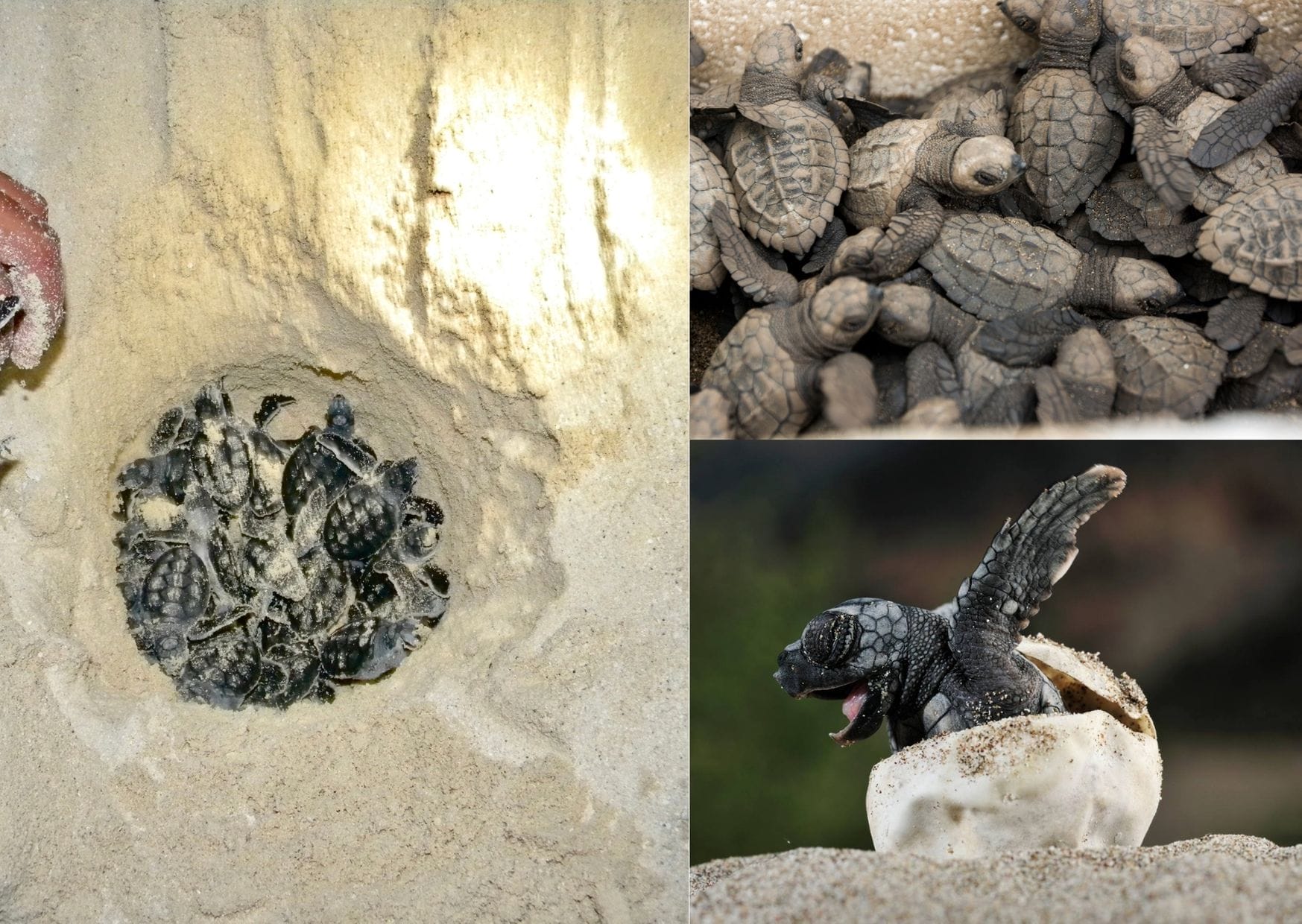 Sea Turtle conservation. Baby sea turtles erupting from their nest