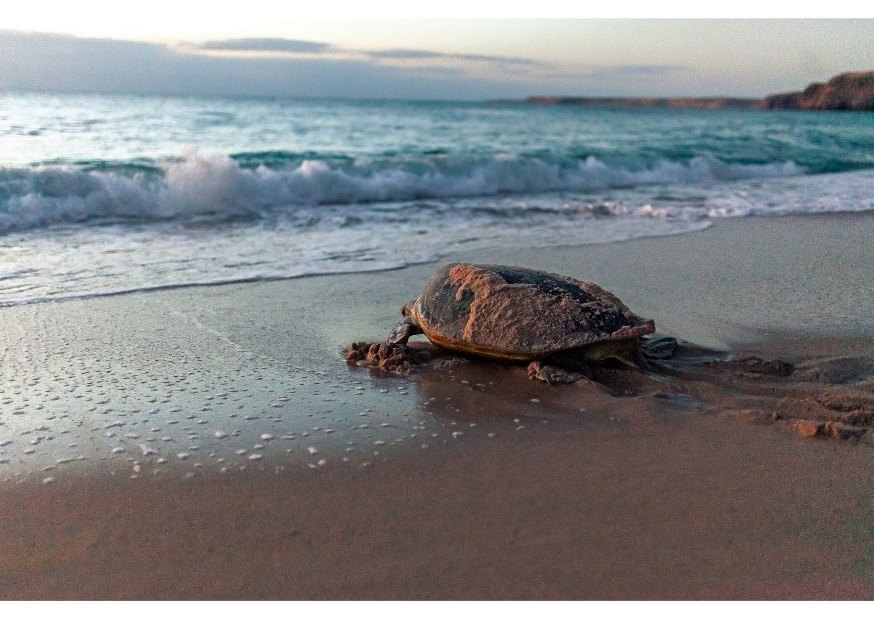 The Sea Turtle, quite exhausted, returns to the sea.
