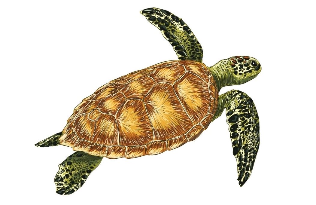 Green turtle element 2