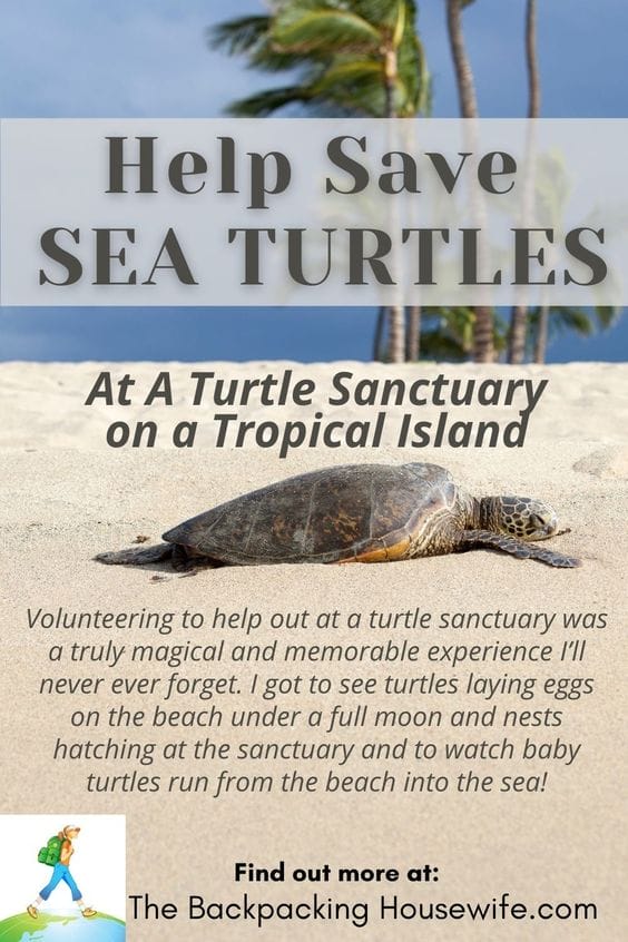 Sea Turtle Conservation The Backpacking Housewife