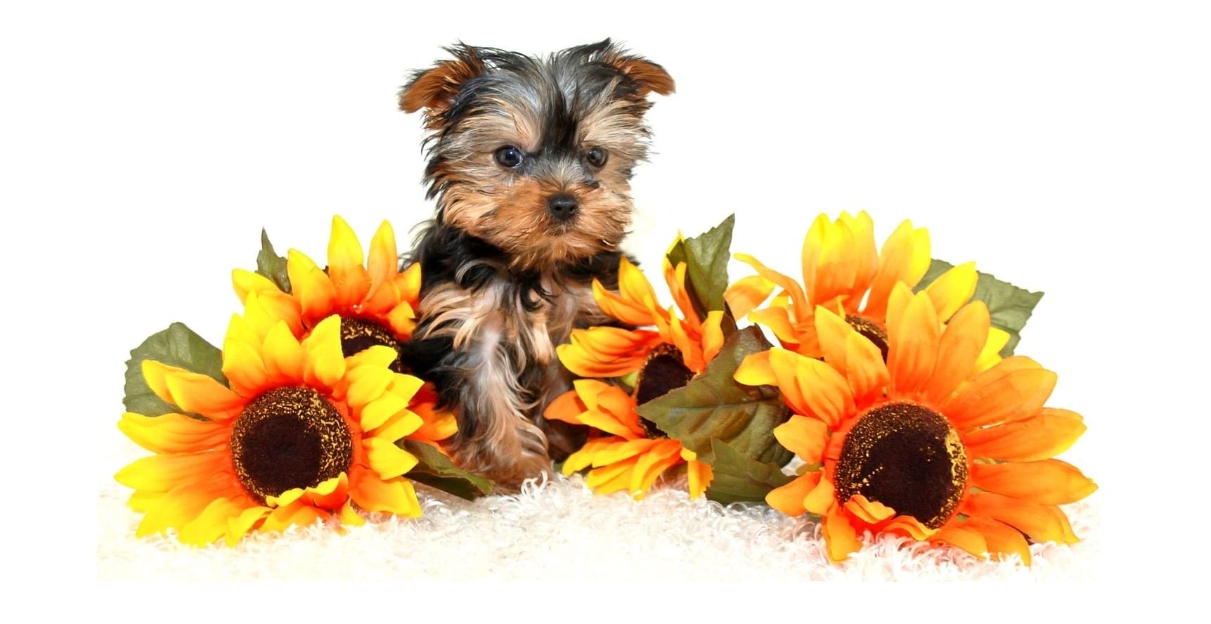 A little dog the Backpacking Housewife