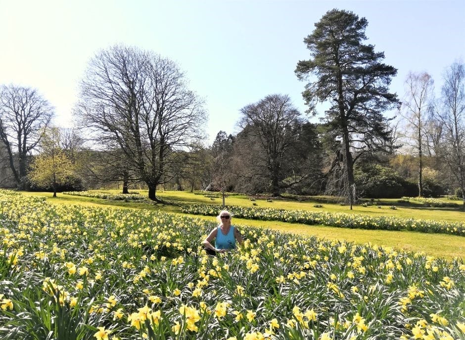Packing List for Scotland - The Backpacking Housewife sitting amongst daffodils. Here I'm enjoying Scotland in Springtime!