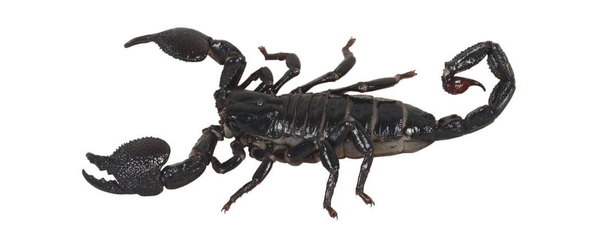 A scorpion in the shower