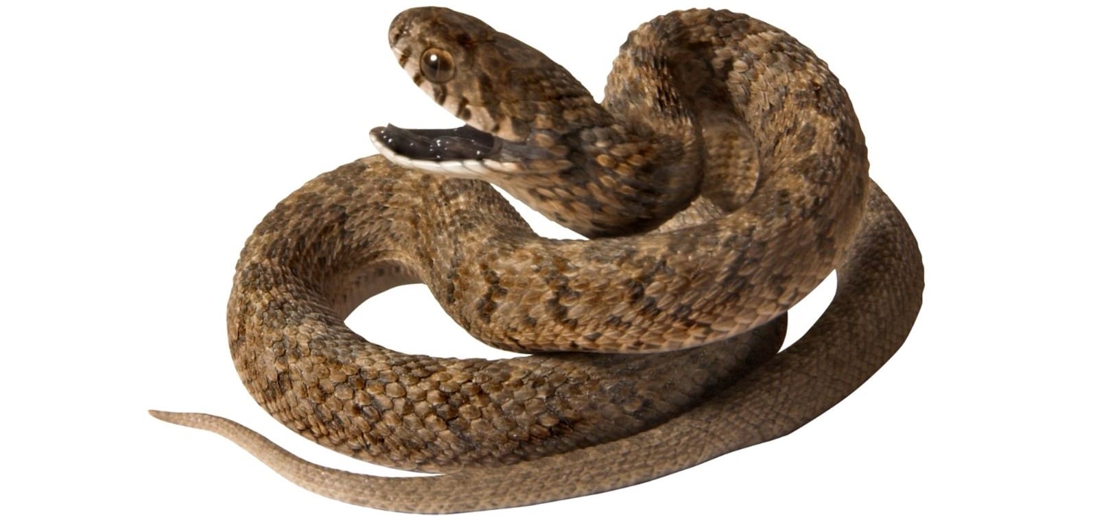 snake in the house by the backpacking housewife