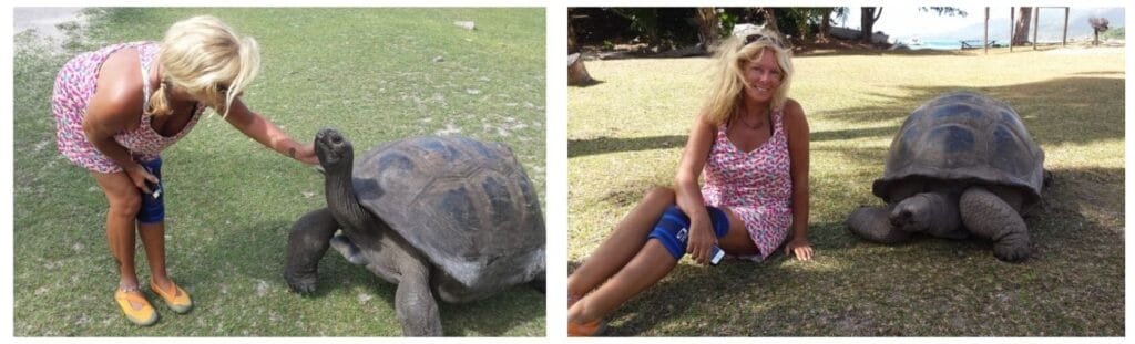 THE SEYCHELLES GIANT TORTOISE and the backpacking housewife