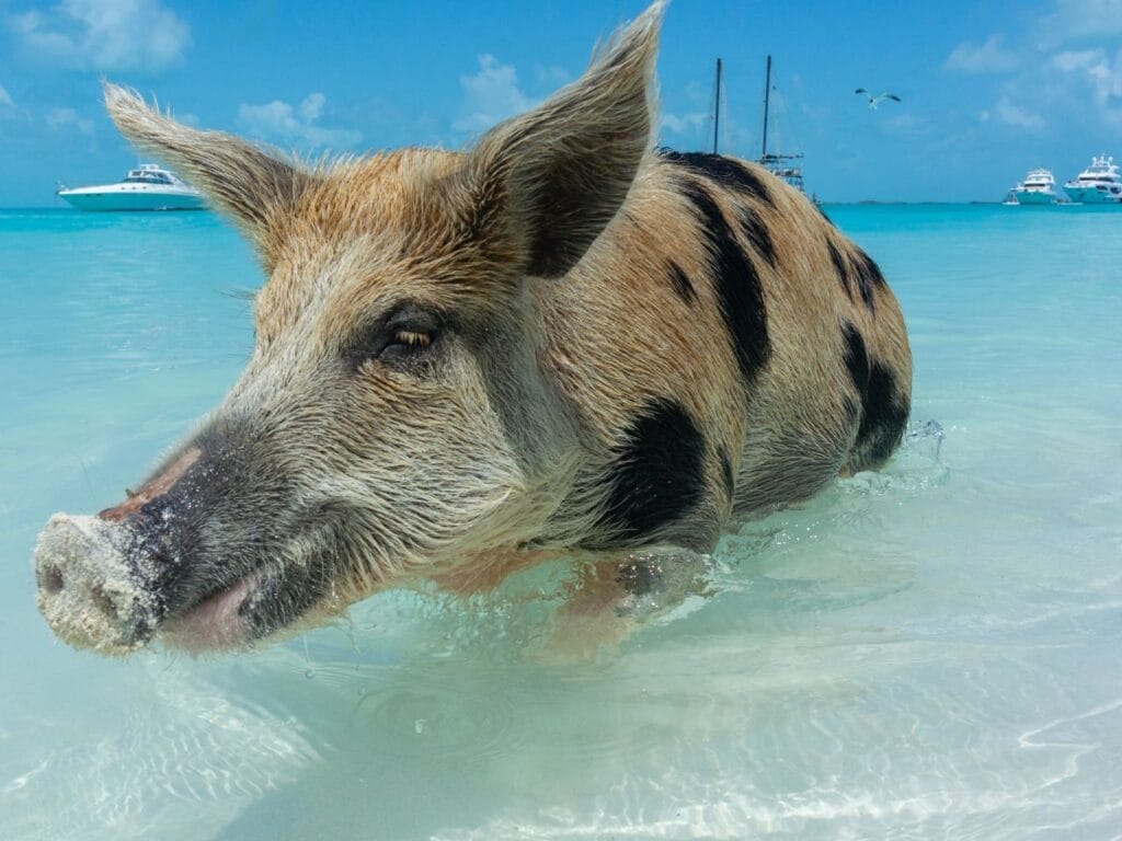 The Famous Swimming Pigs of the Bahamas on Rose lsland
