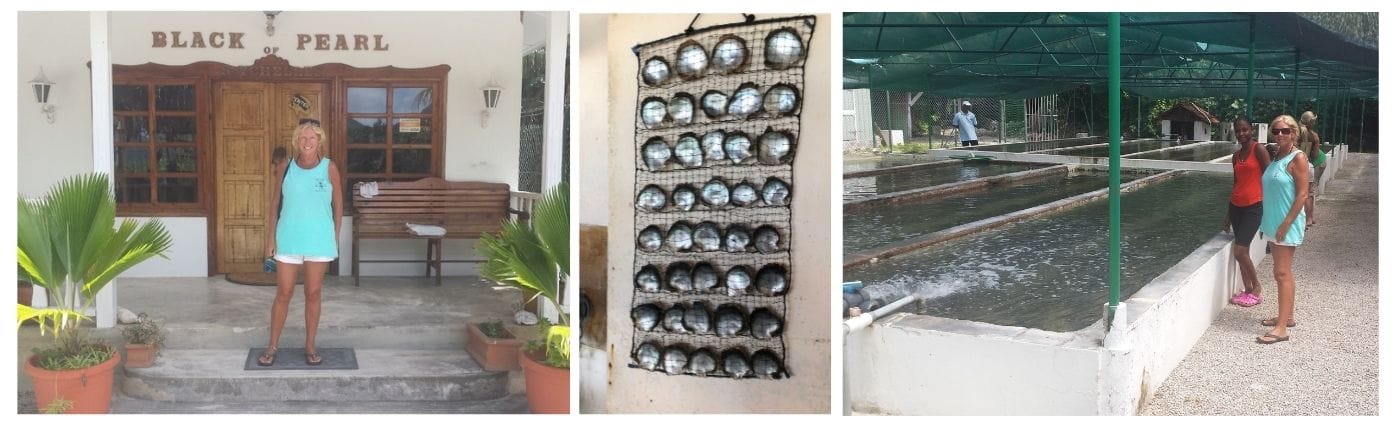 JANICE HORTON visit and tour to the Black Pearl Farm on Praslin 