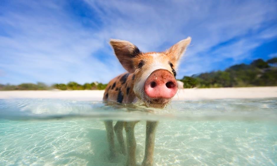 Visit the famous swimming pigs of the Bahamas from Nassau