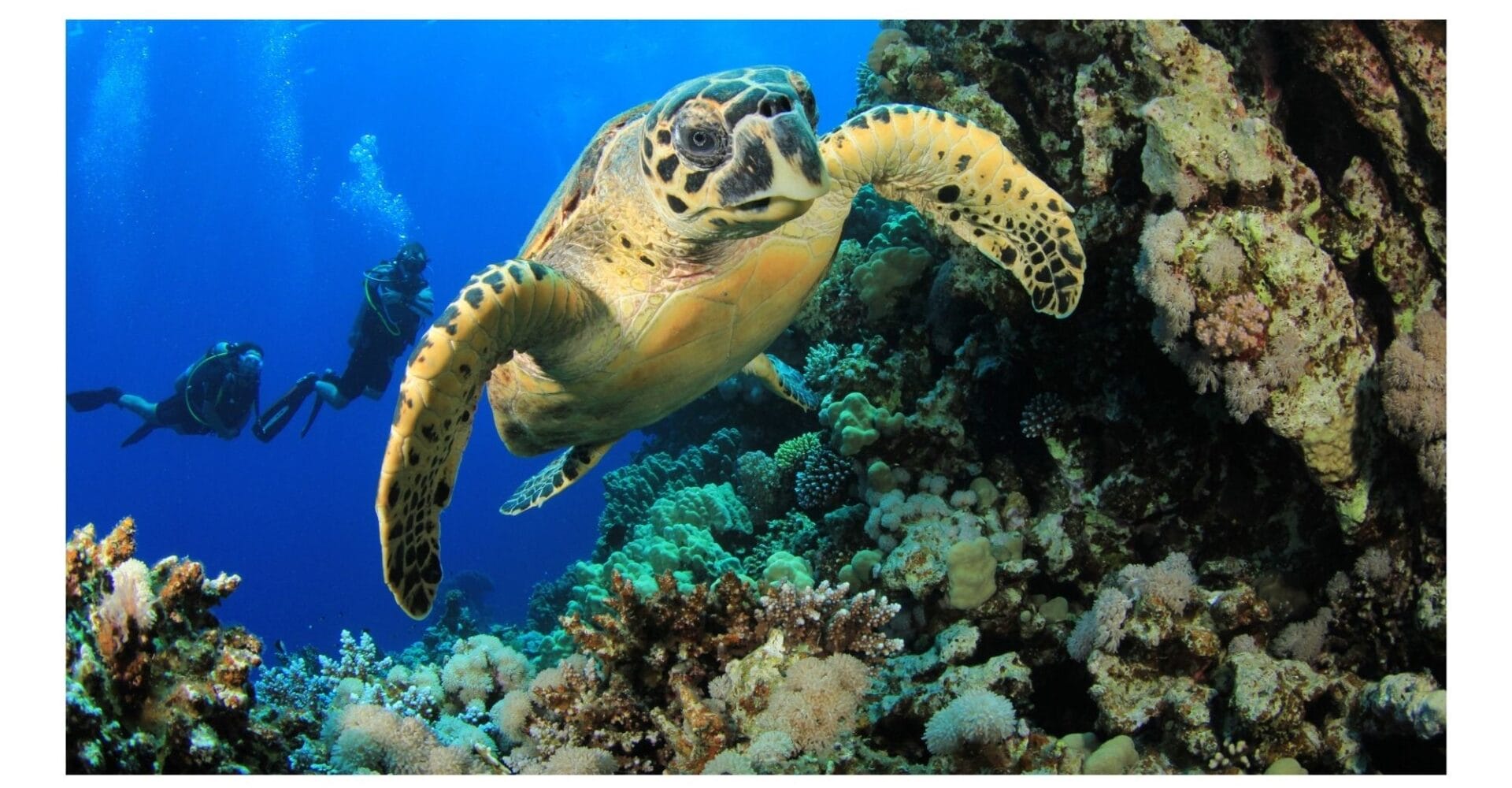 There is a scuba diving centre and the Tubod Marine Sanctuary at the resort