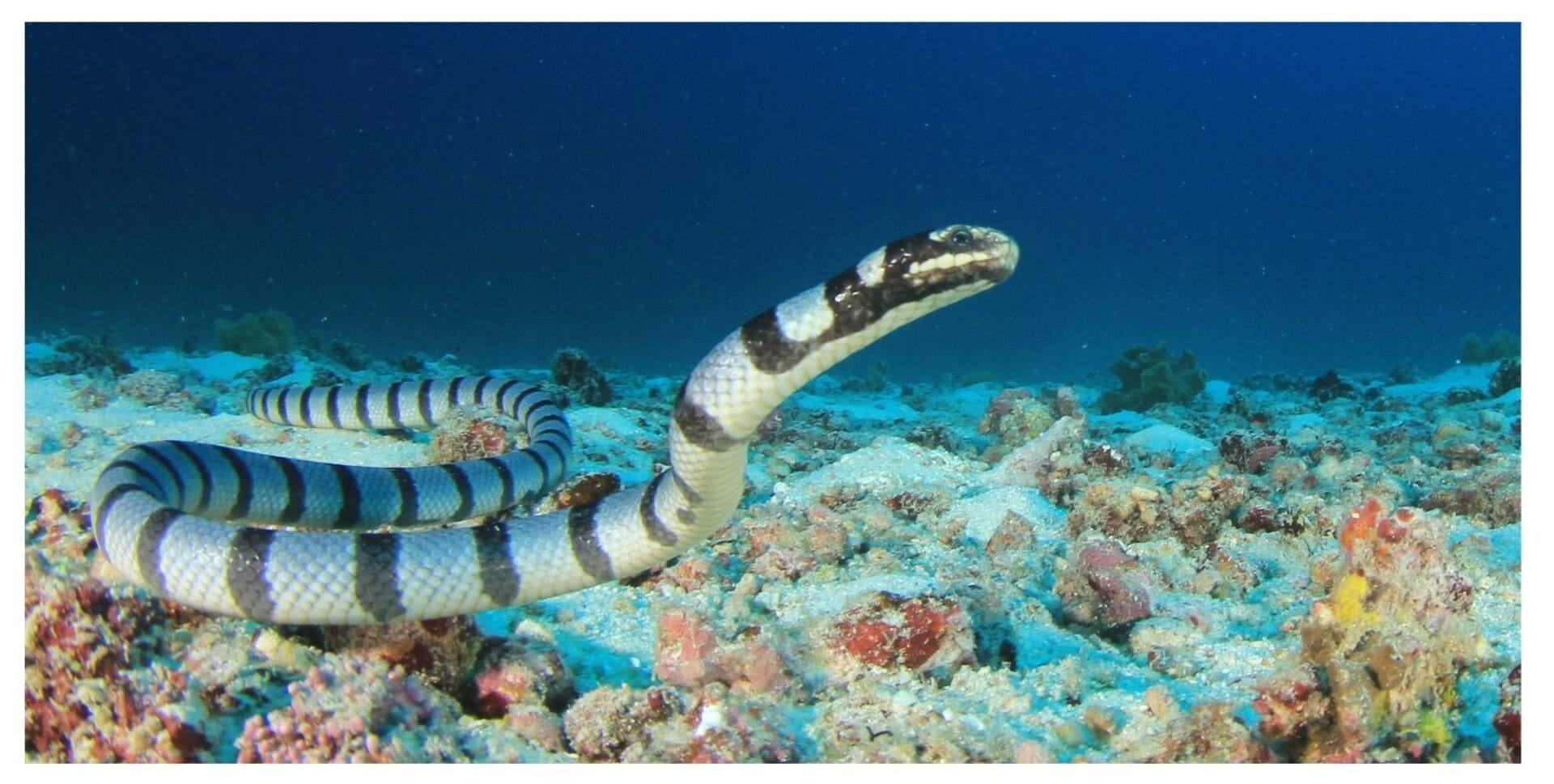 sea snakes come up for air!