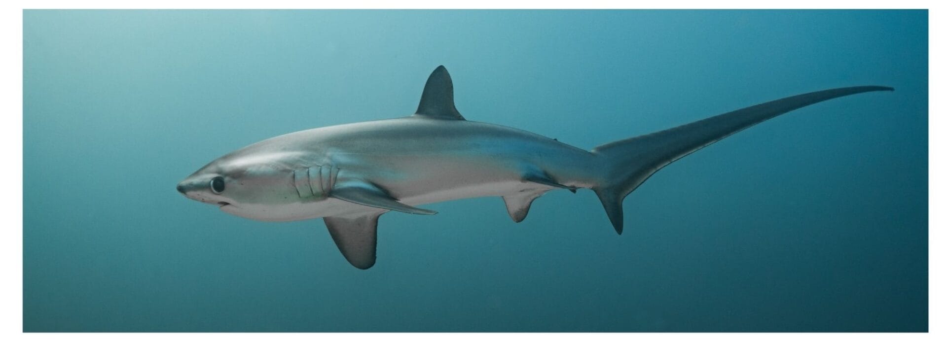 Thresher Shark Malapascua Island Philippines