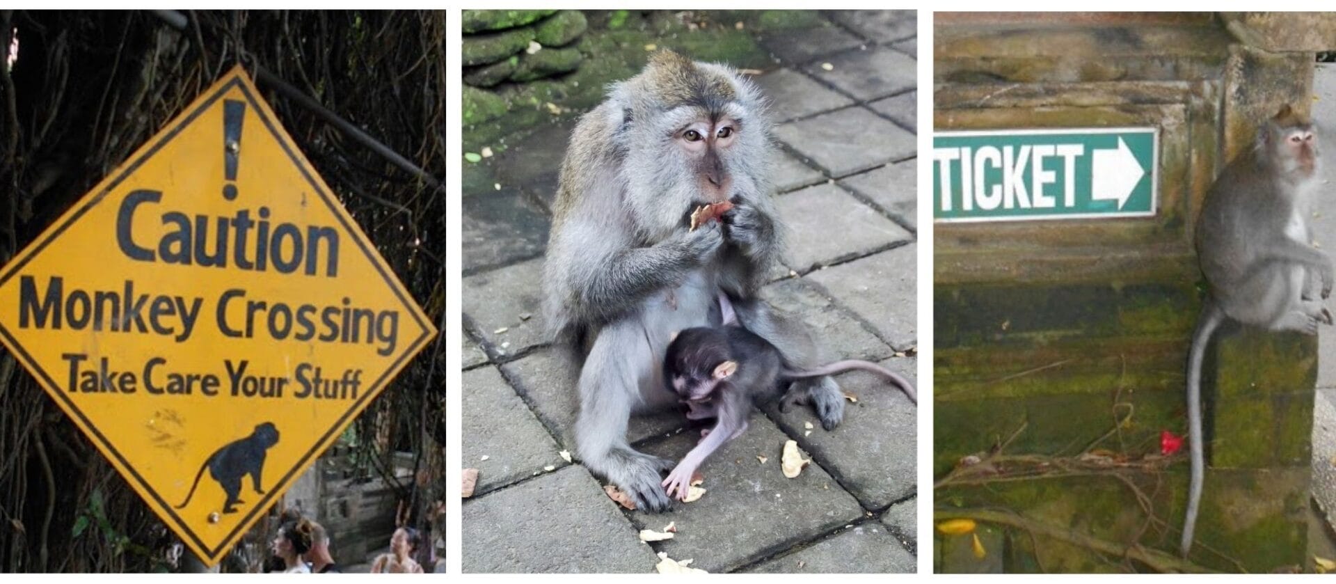 In Ubud and I was excited to see there were lots of monkeys everywhere! 
