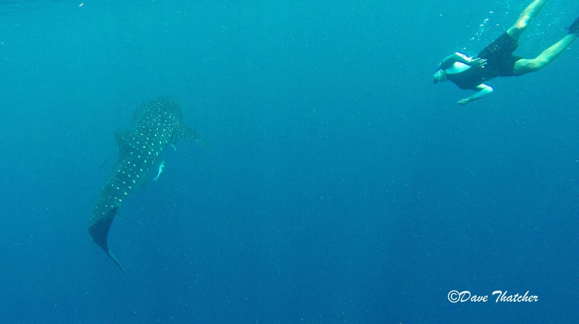 The backpacking husband swimming with a whale shark off Utila. Photo: Dave Thatcher