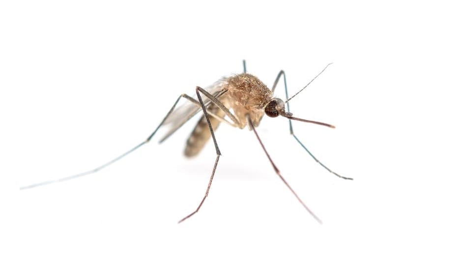 mosquitoes are dangerous biting flies