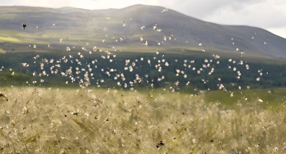 The pesky Scottish midge