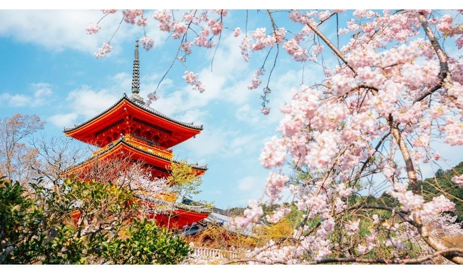 Japan in Cherry Blossom Season