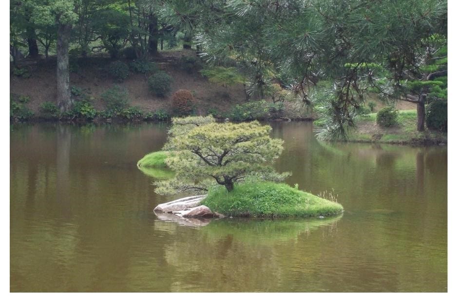 tree island in the pond