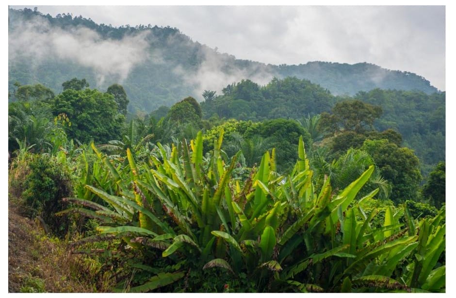The North Borneo Railway would take us through the heart of Borneo.