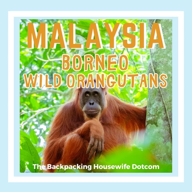 MALAYSIA BORNEO ORANG HEADER BOX