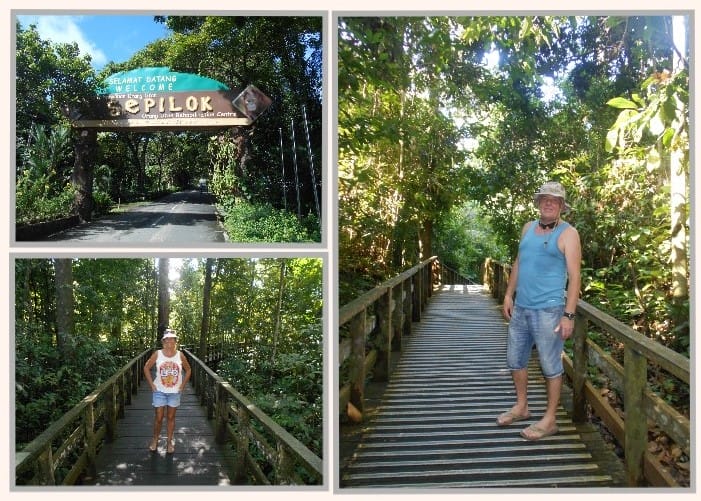 The Backpacking Housewife Borneo's Orangutan