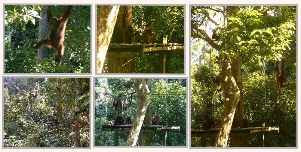 The Backpacking Housewife photos taken at the Orangutan feeding station