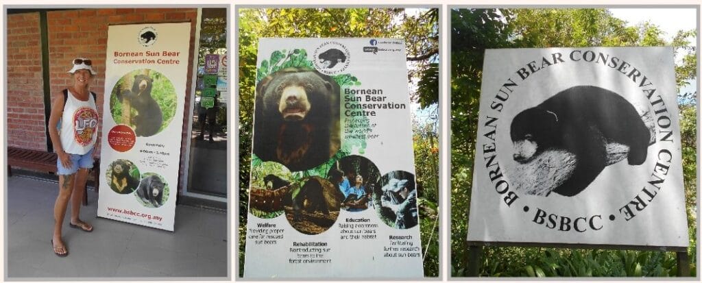 As well as caring for young orphaned Orangutans the centre looks after Sunbears too