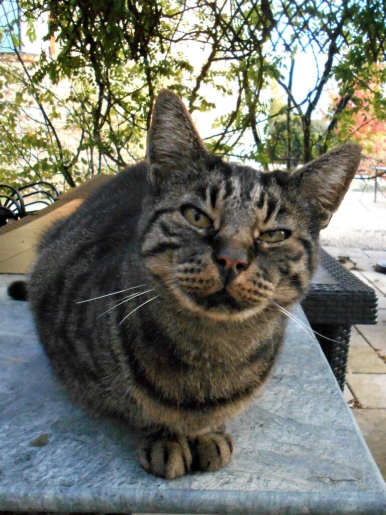 Monsieur Smudge, the chat in the chateau. The Backpacking Housewife