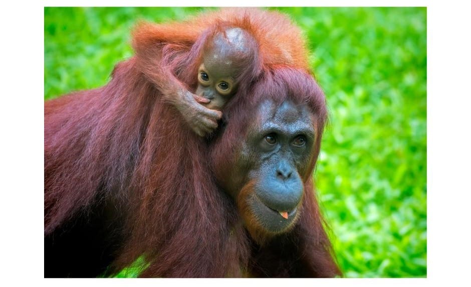 Orangutan mother and baby