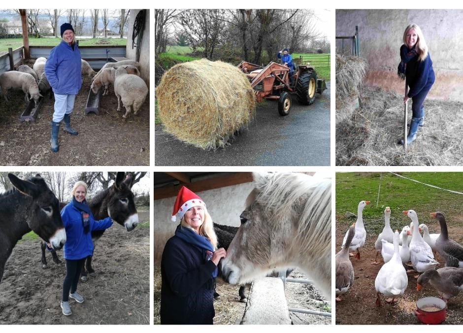 Housesitting a horse, two donkeys, a herd of sheep, a sheepdog, lots of poultry, and several cats!