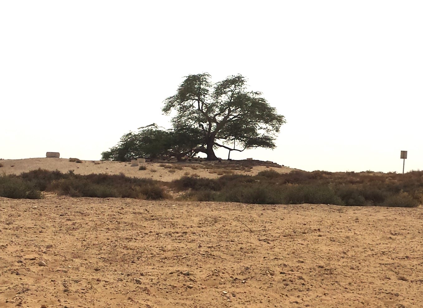 Tree of Life photo by Janice Horton