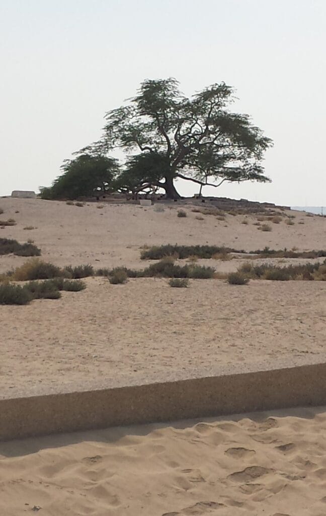 The Tree of Life in Bahrain as seen on the desert horizon
