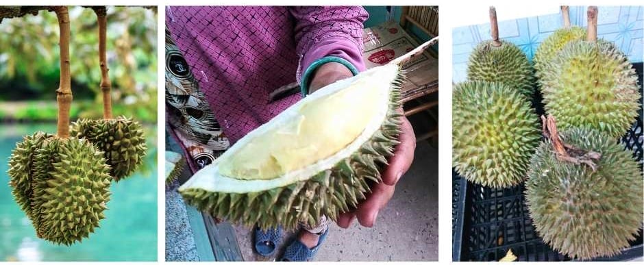 Durian Fruit grows in the Mekong Delta