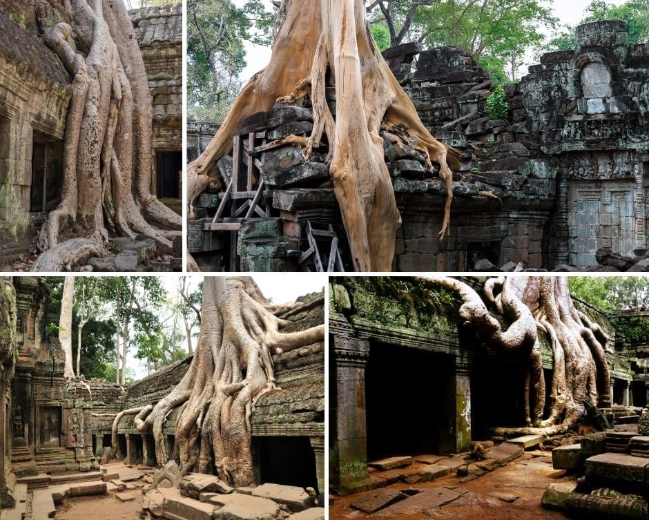 At Ta Phom temple - the tomb raider temple - the temple ruins were being swallowed by the jungle before they were rediscovered