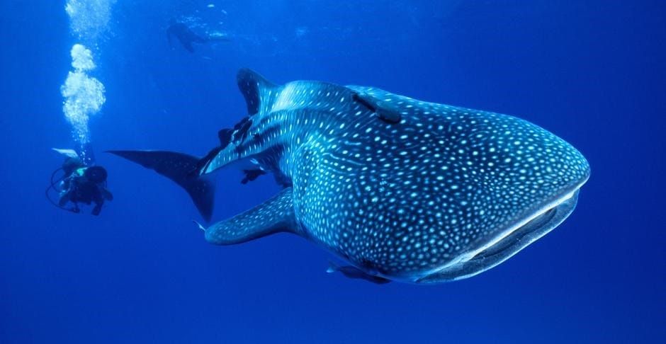 Koh Tao and Utila are two of the top places in the world for whale shark sightings.