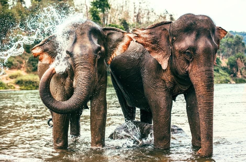 Hua Hin Elephant Conservation Programme has successfully helped to rescue and rehabilitate a small herd of elephants 