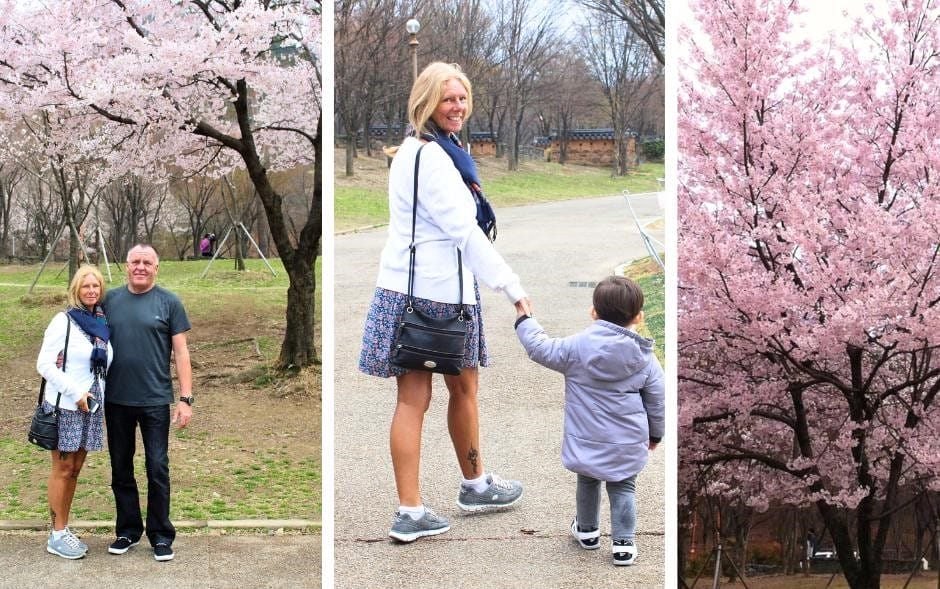 Duryu Park - Spring dazzles with cherry blossoms creating pink canopies perfect for photography.