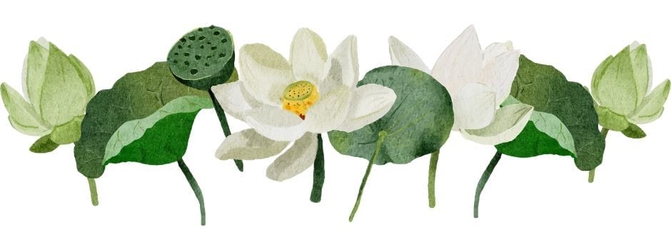 white lotus flowers