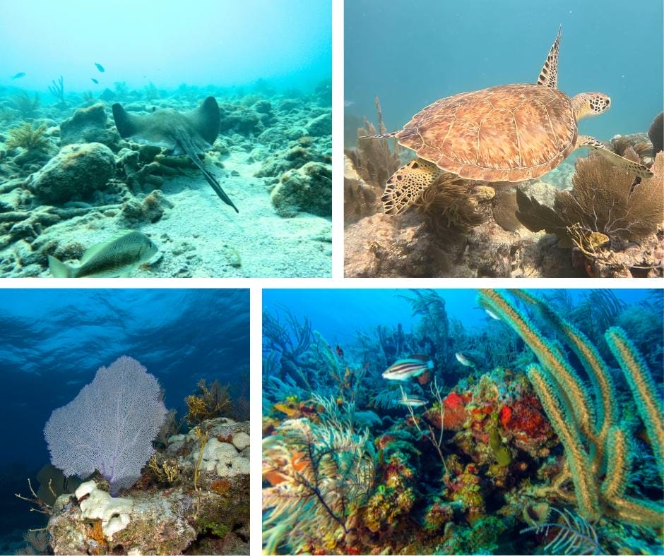 Key Largo snorkelling - Delight in the vibrant coral, reef fish, and diverse marine life
