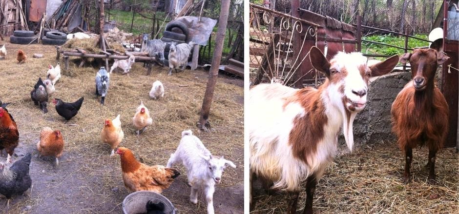 Romanian farmers still use traditional methods passed down through generations