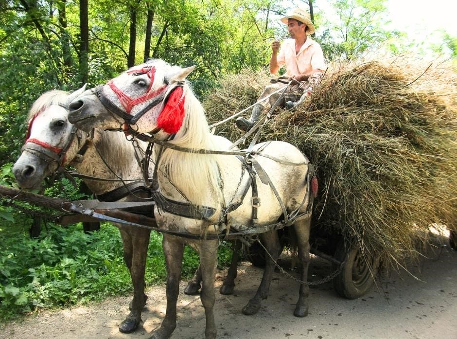 Romany people (Roma) and their horse drawn carts are an integral part of Romania’s social fabric