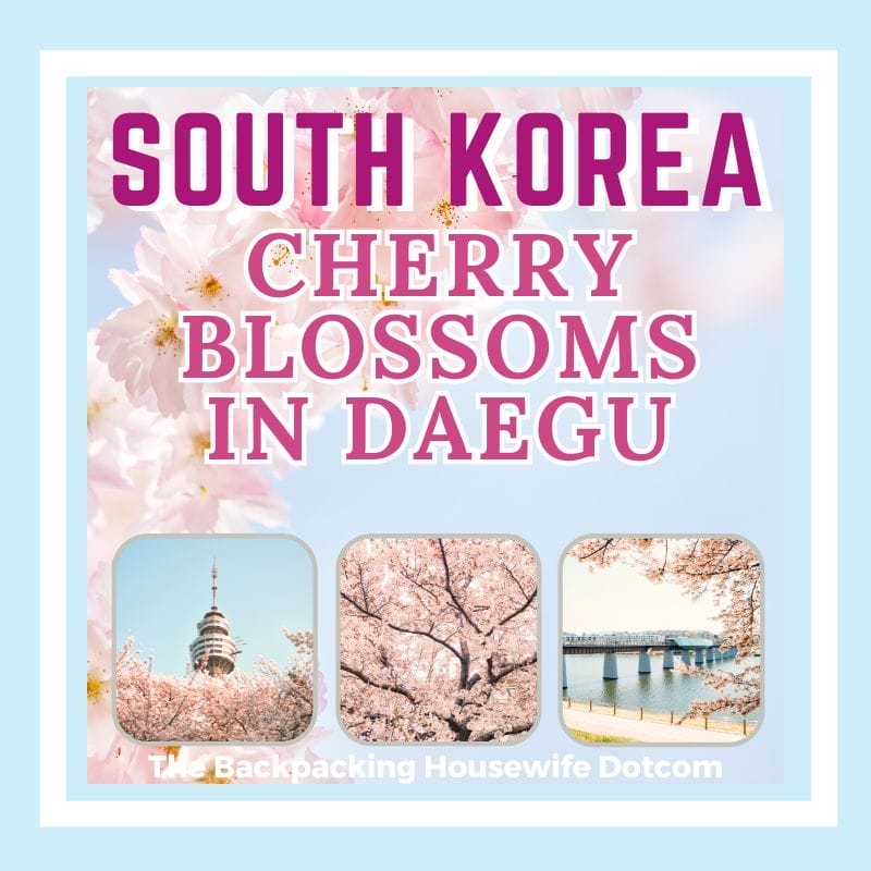 CHERRY BLOSSOMS IN DAEGU HEADER BOX