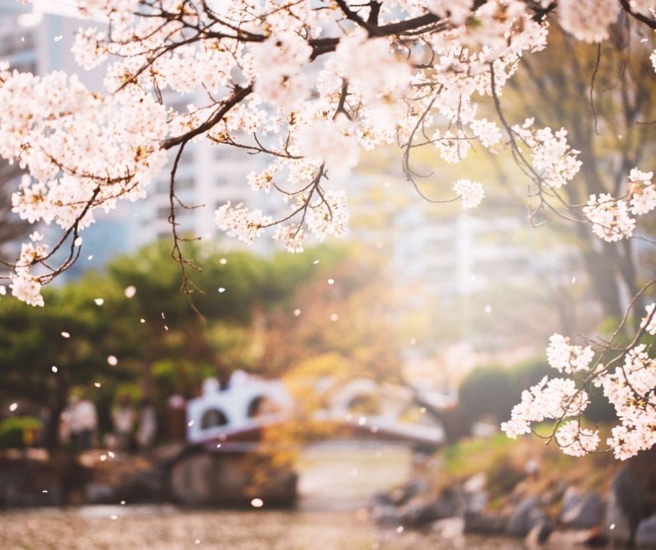 Cherry Blossoms in Daegu. Pink magic with a more authentic twist!
